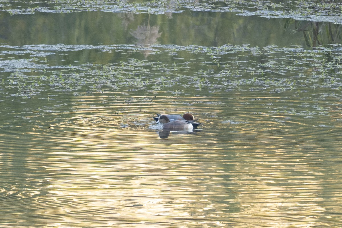 葡萄胸鴨 - ML646898932