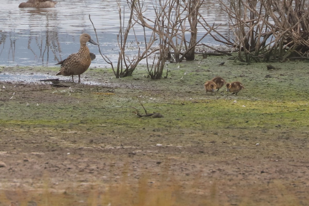 Red Shoveler - ML646898933