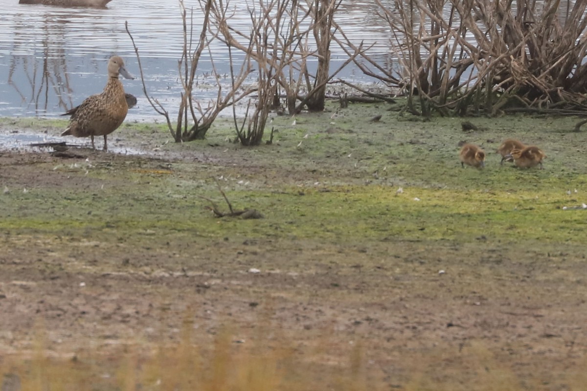 Red Shoveler - ML646898934