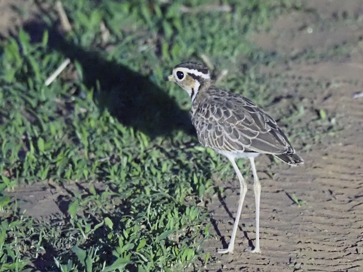 běhulík páskovaný - ML646898935