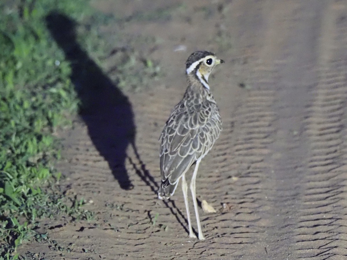 běhulík páskovaný - ML646898936