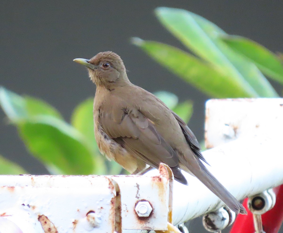 Zorzal Pardo - ML646898938