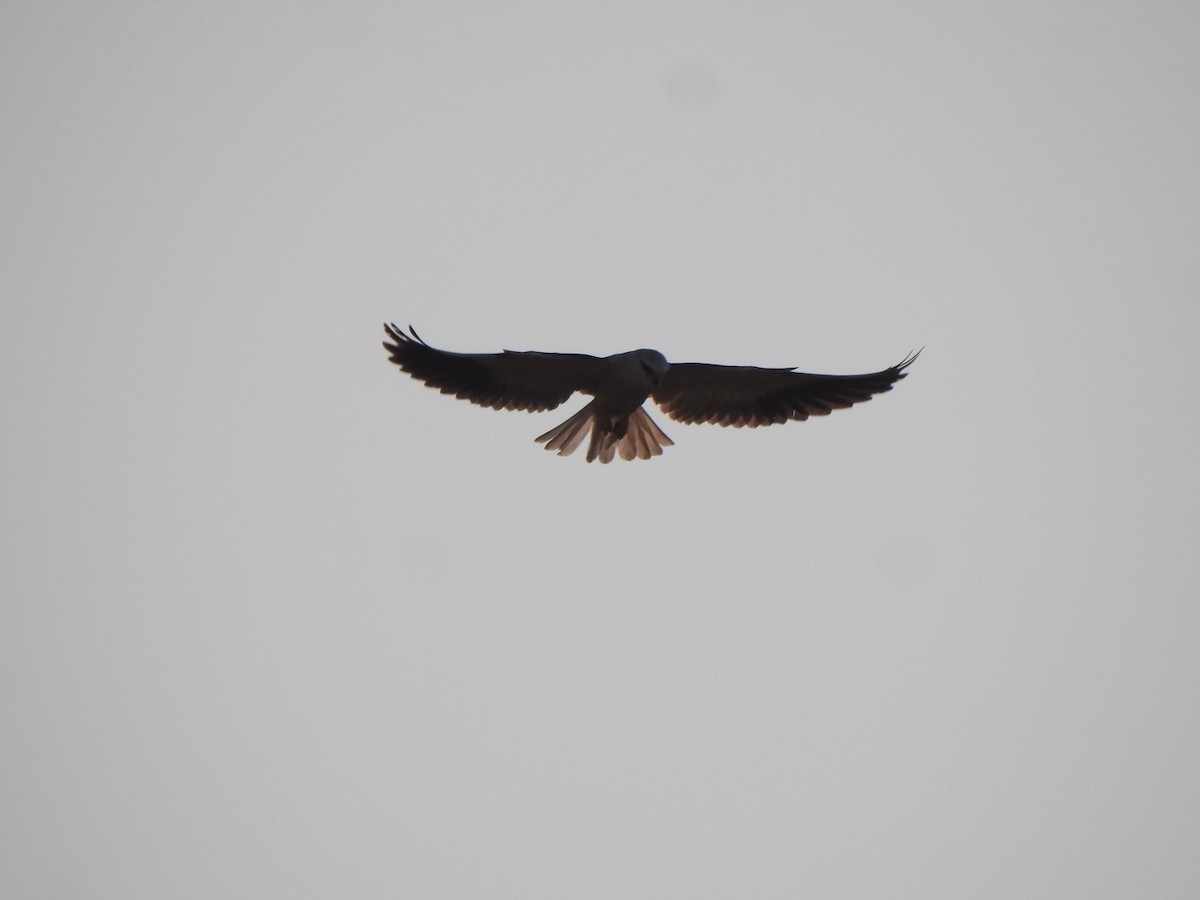 Black-winged Kite - ML646898939