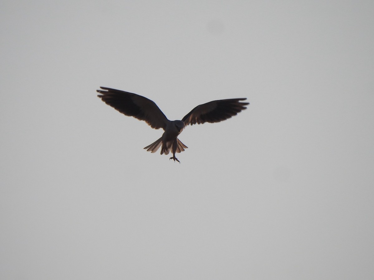 Black-winged Kite - ML646898940