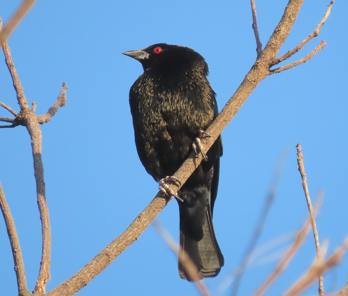 Tordo Ojirrojo - ML646898942