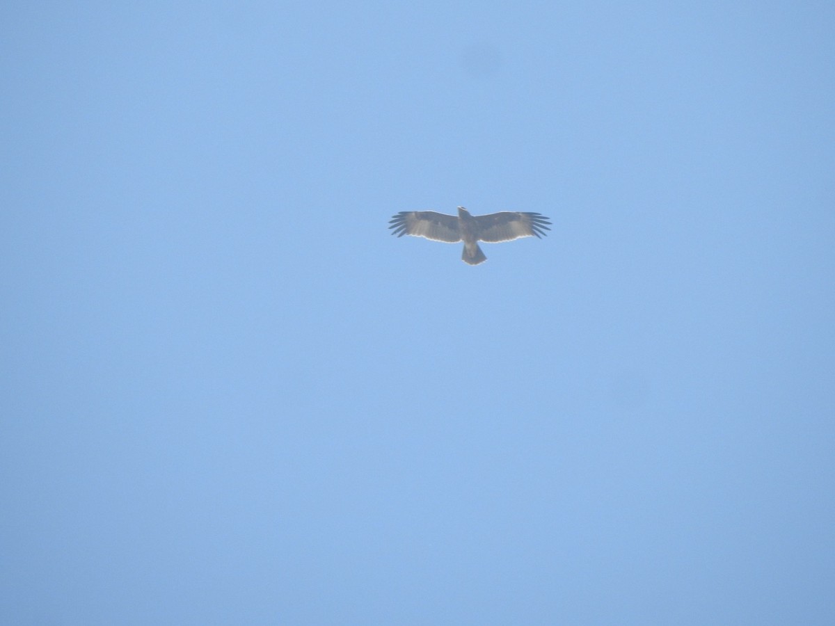 Indian Spotted Eagle - ML646898943