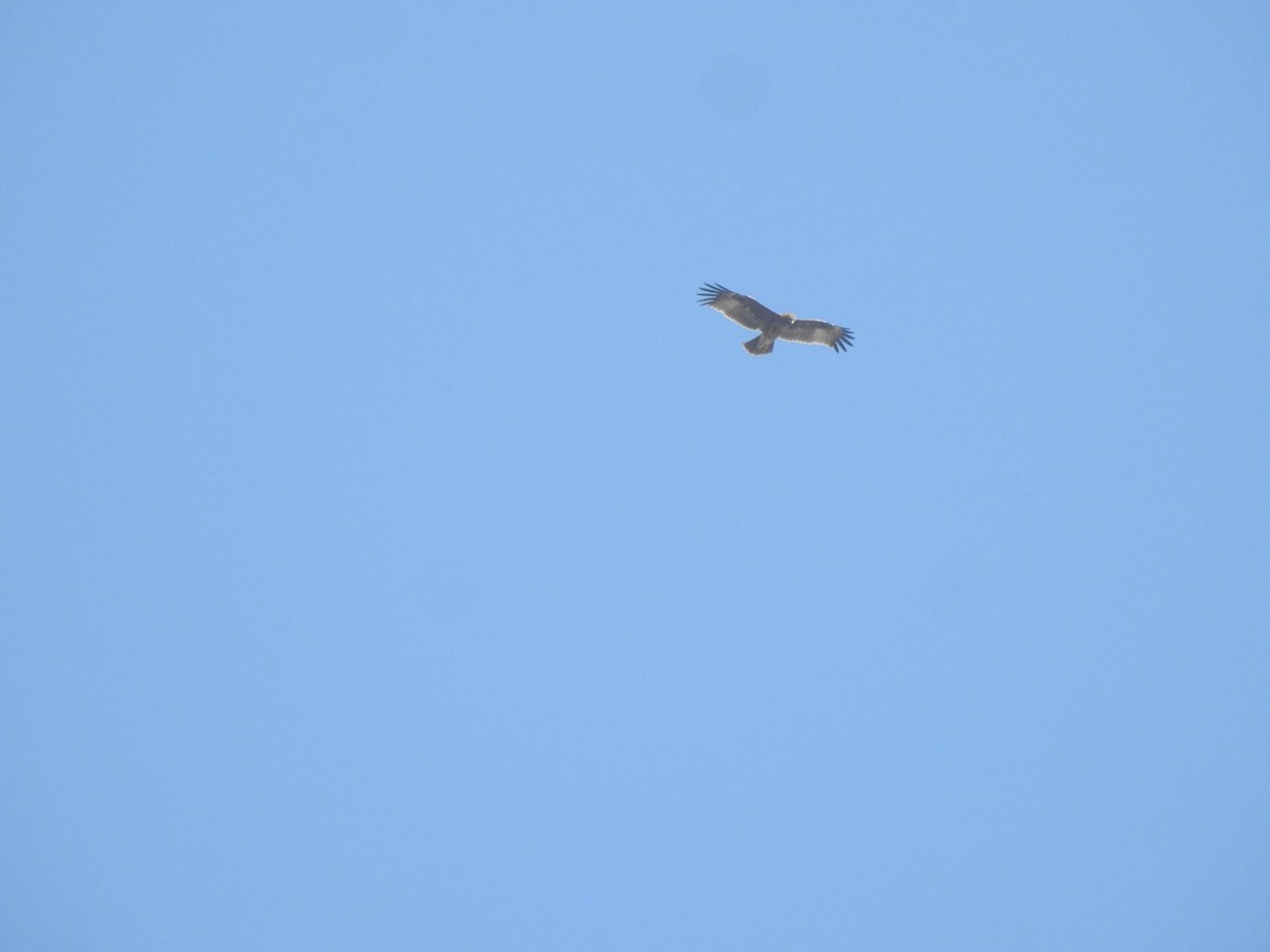 Indian Spotted Eagle - ML646898944