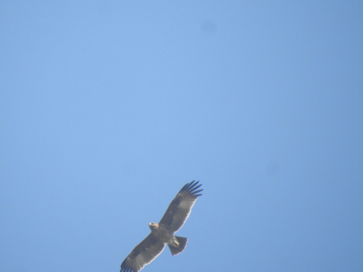 Indian Spotted Eagle - ML646898945