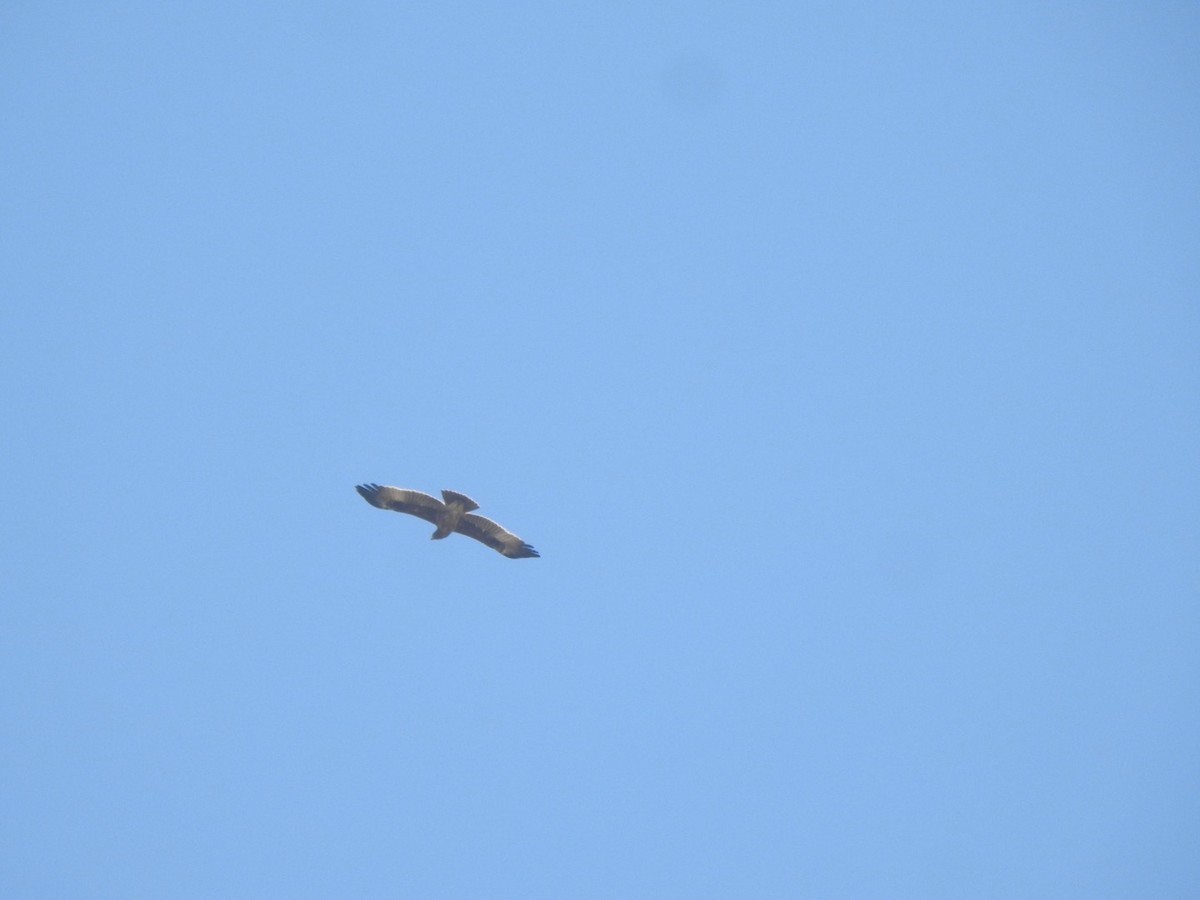 Indian Spotted Eagle - ML646898946