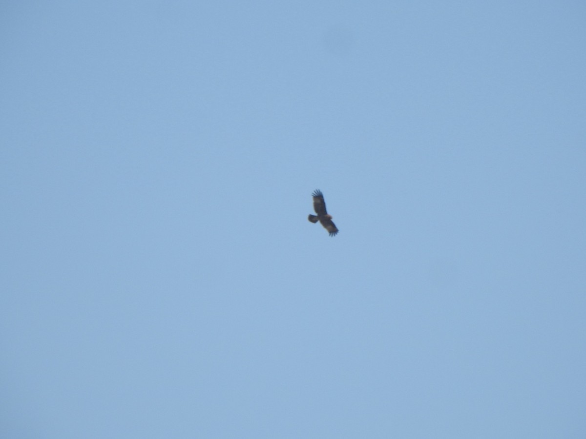 Indian Spotted Eagle - ML646898947