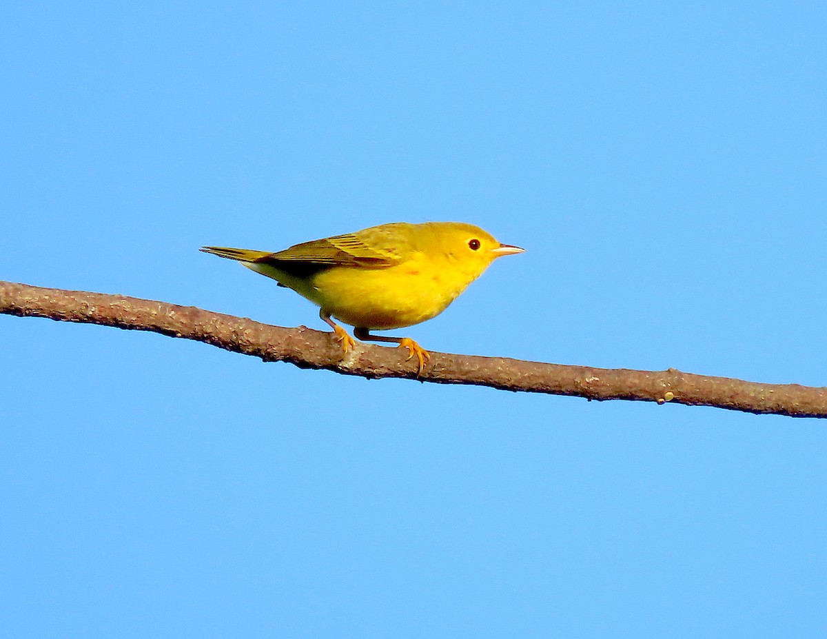 Northern Yellow Warbler - ML646898948
