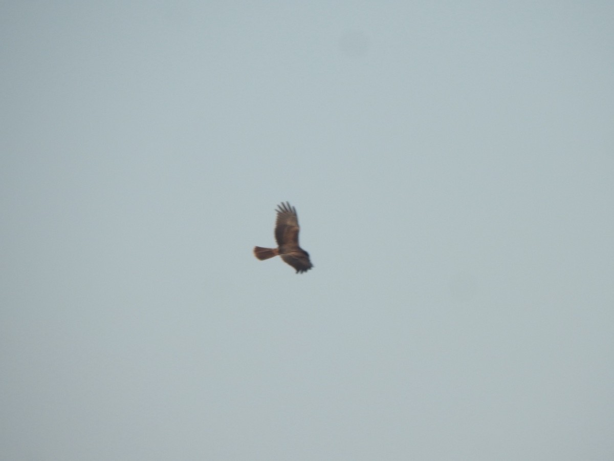 Western Marsh Harrier - ML646898951