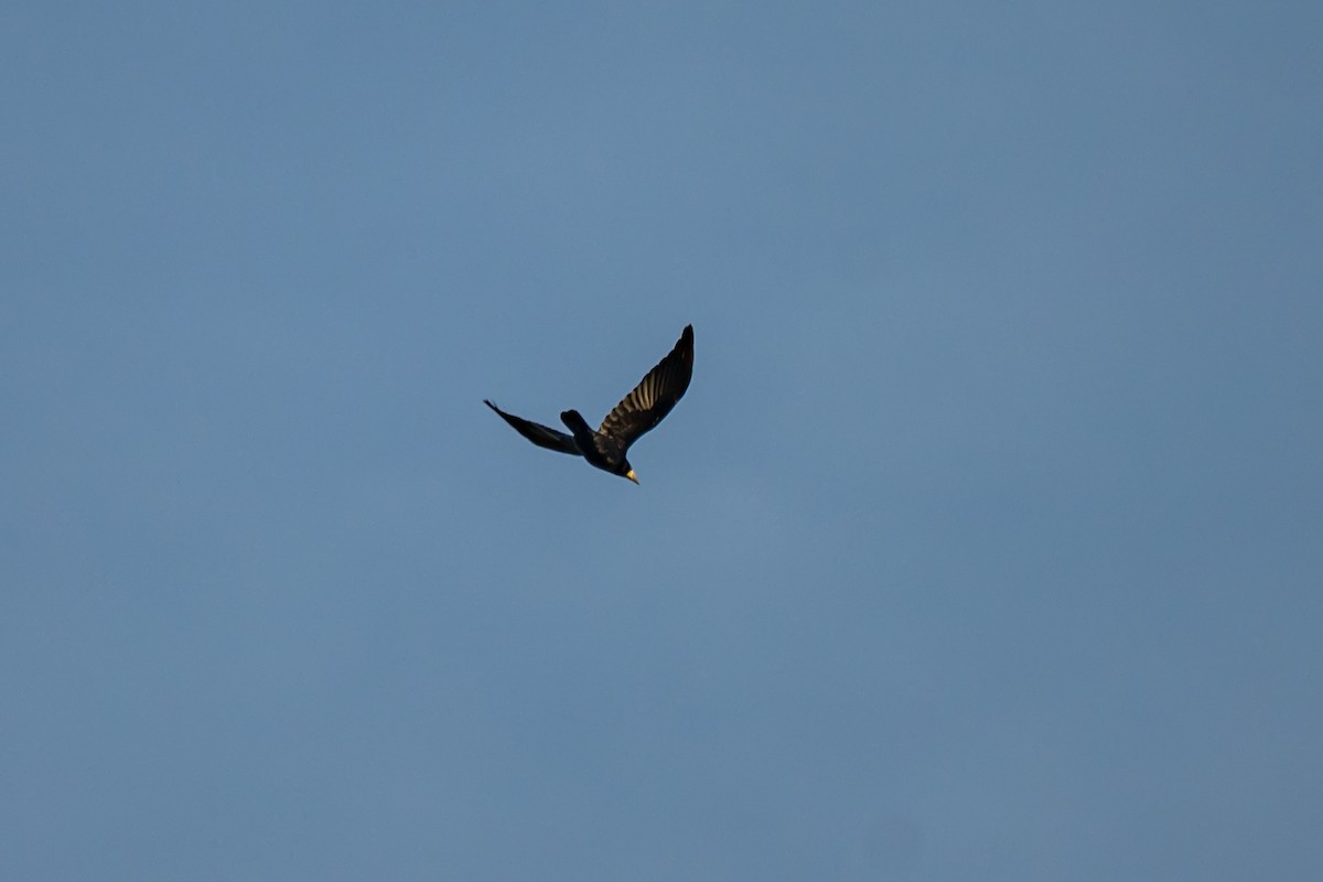 havran polní - ML646898956