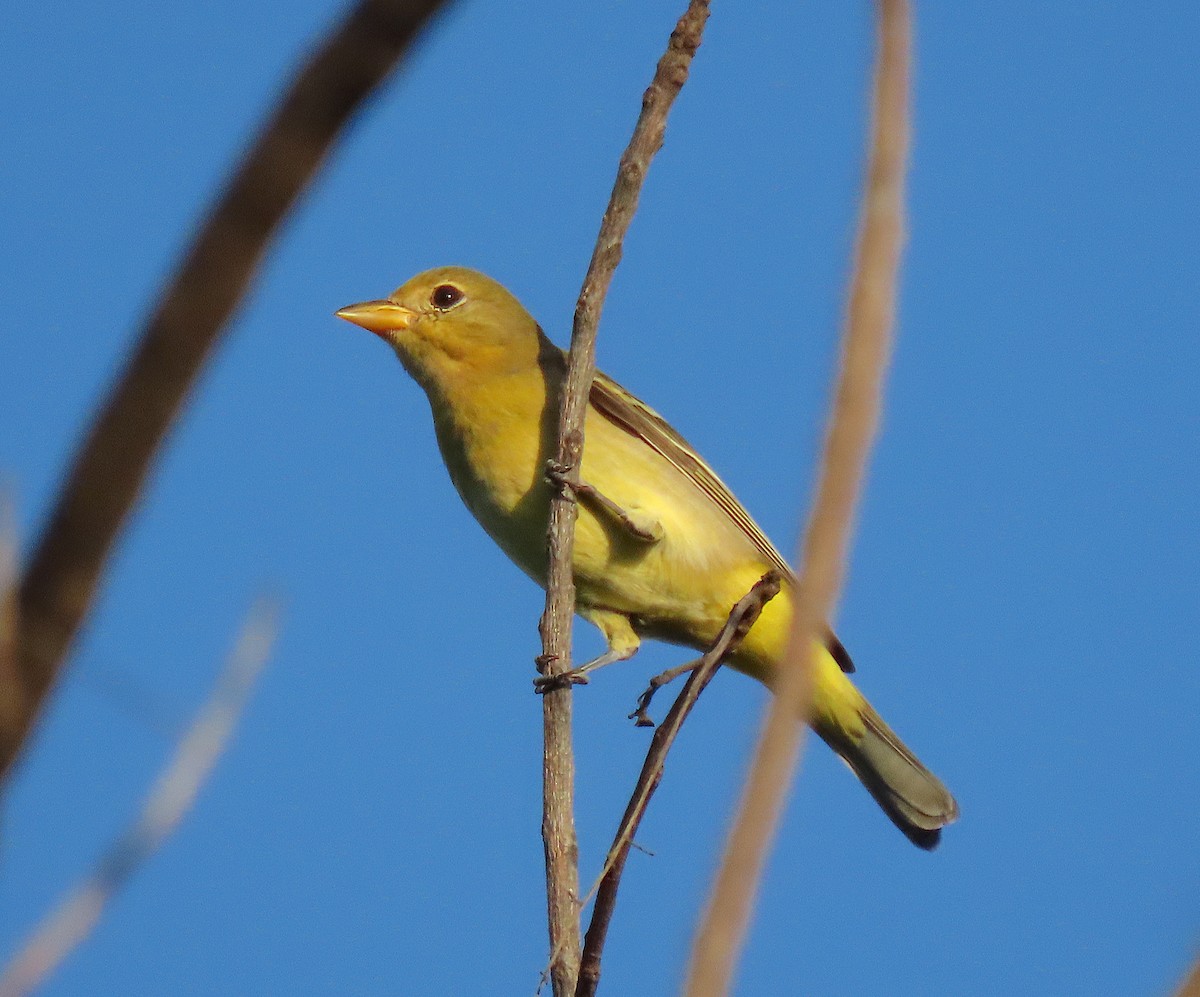 Piranga Carirroja - ML646898957