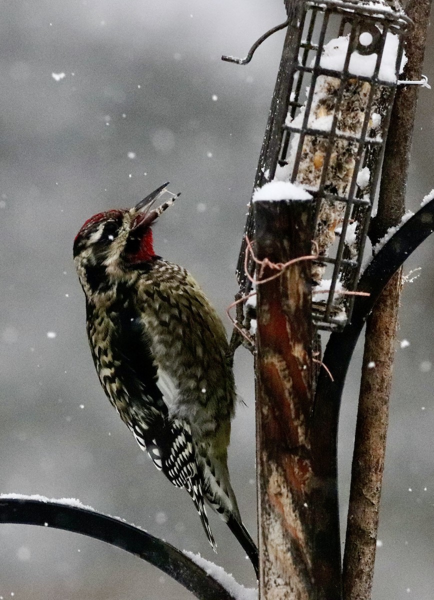 eBird Checklist - 14 Dec 2025 - 31 Broad St, Rochester US-NH 43.29584 ...