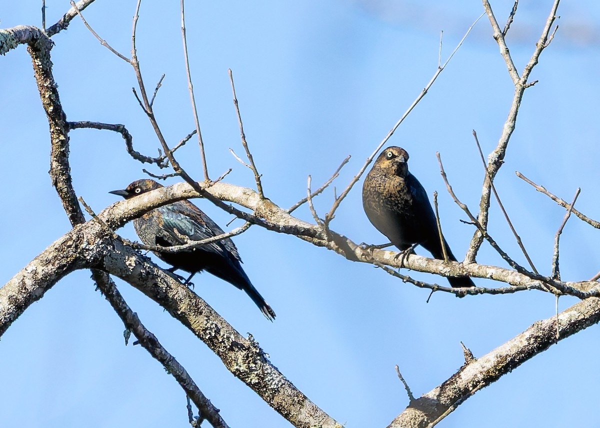 Rusty Blackbird - ML646898960