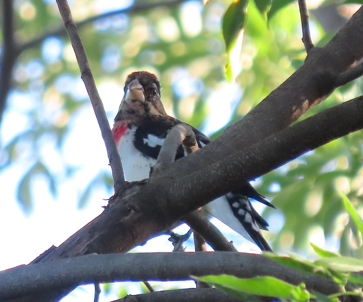 Picogrueso Pechirrosado - ML646898961