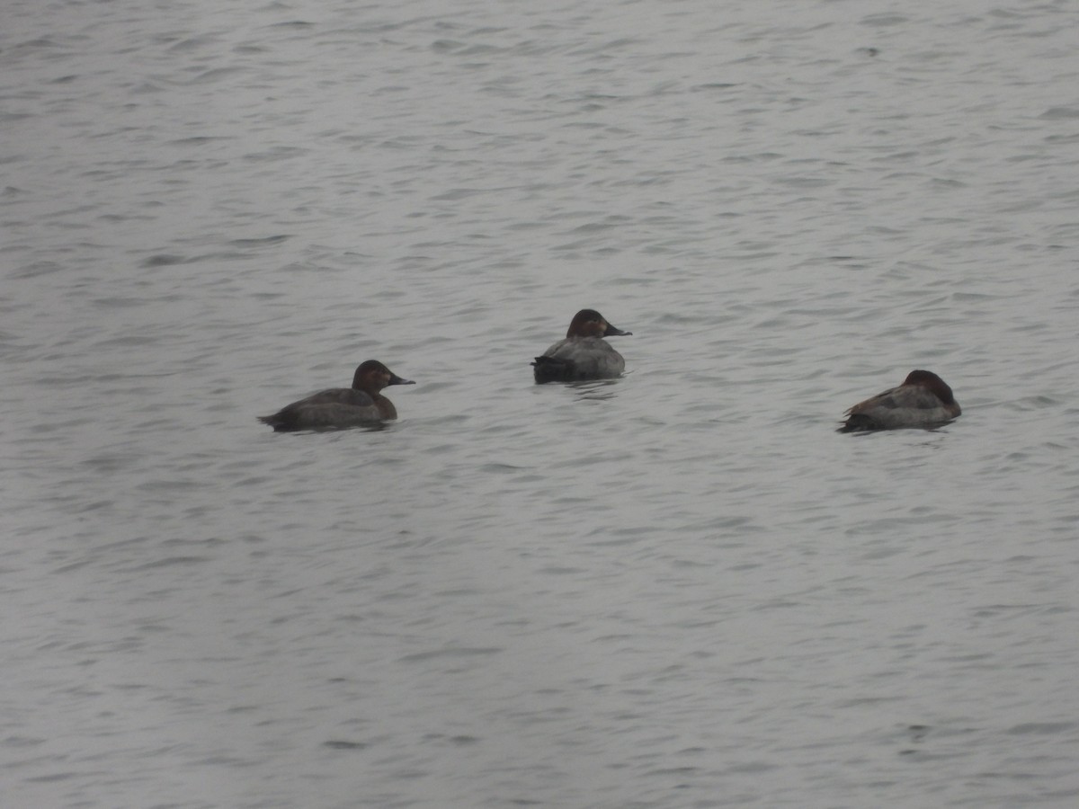 Common Pochard - ML646898968
