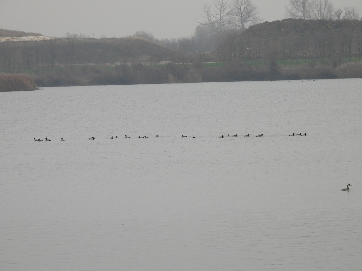 Common Pochard - ML646898969