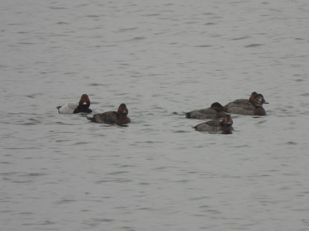 Common Pochard - ML646898970