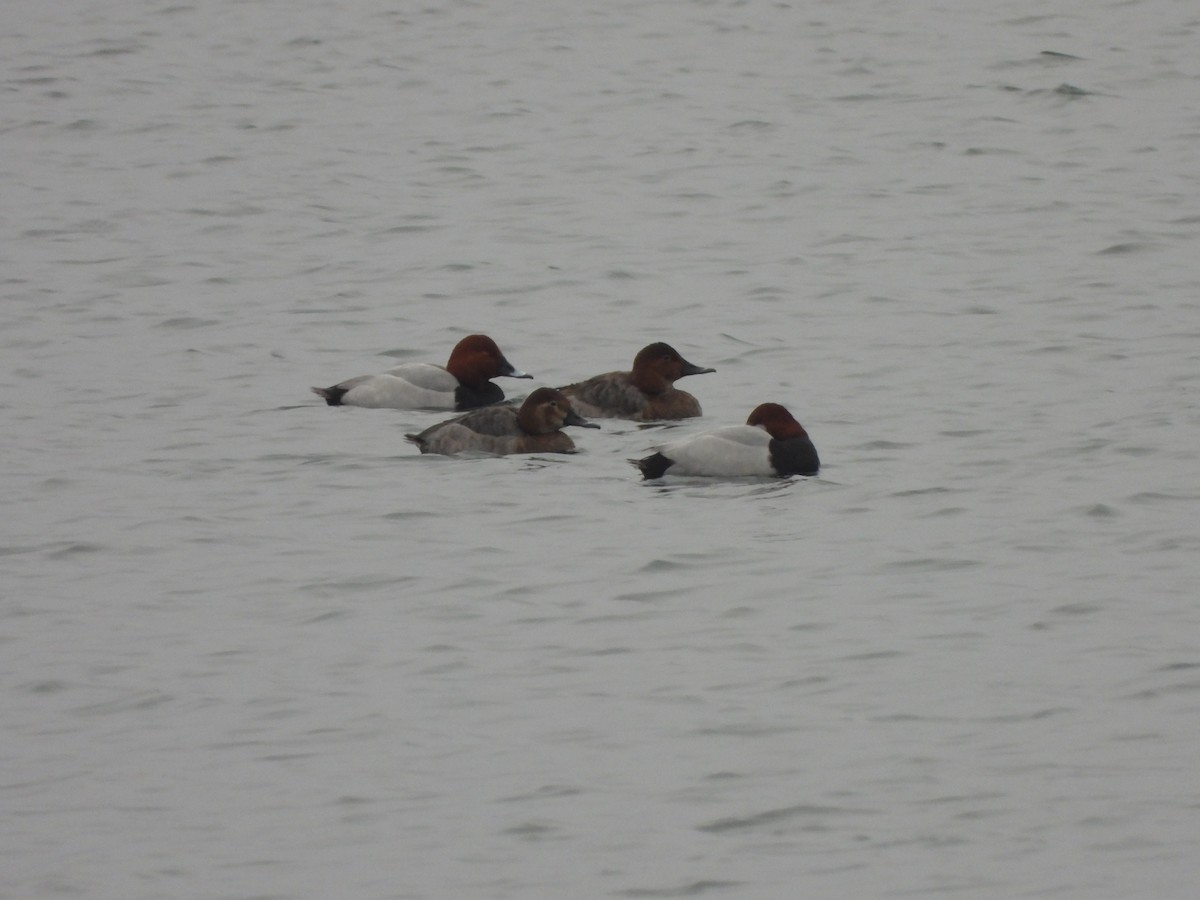 Common Pochard - ML646898971