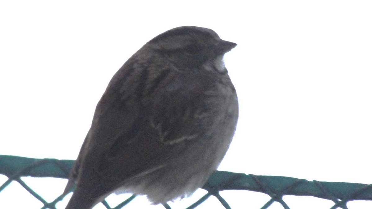 White-throated Sparrow - ML646898973