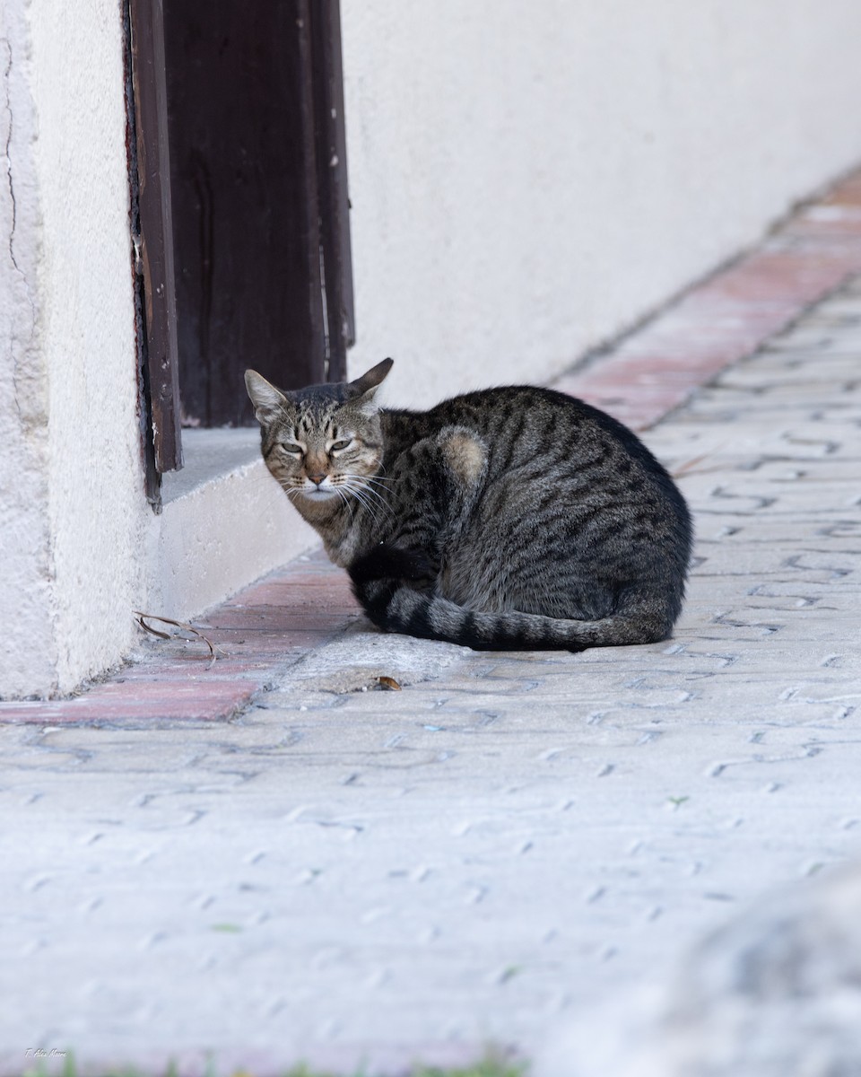 Domestic Cat - ML646898974