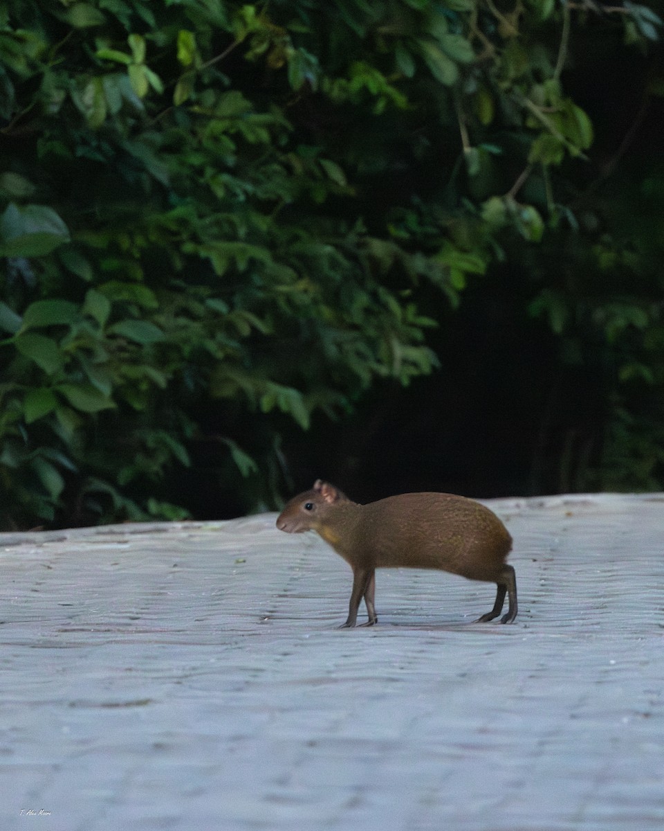 Mexican Agouti - ML646898975