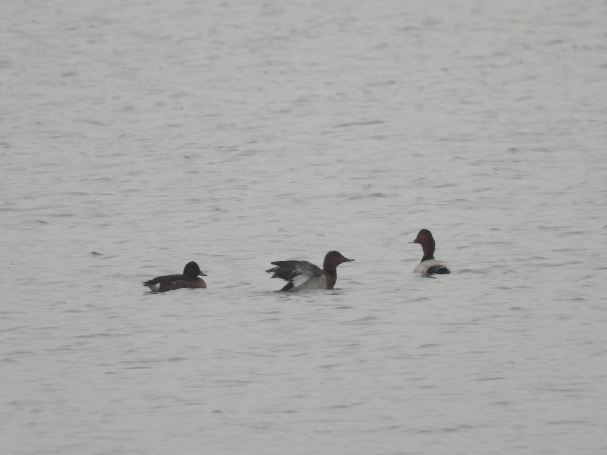 Murgilari arrea - ML646898976