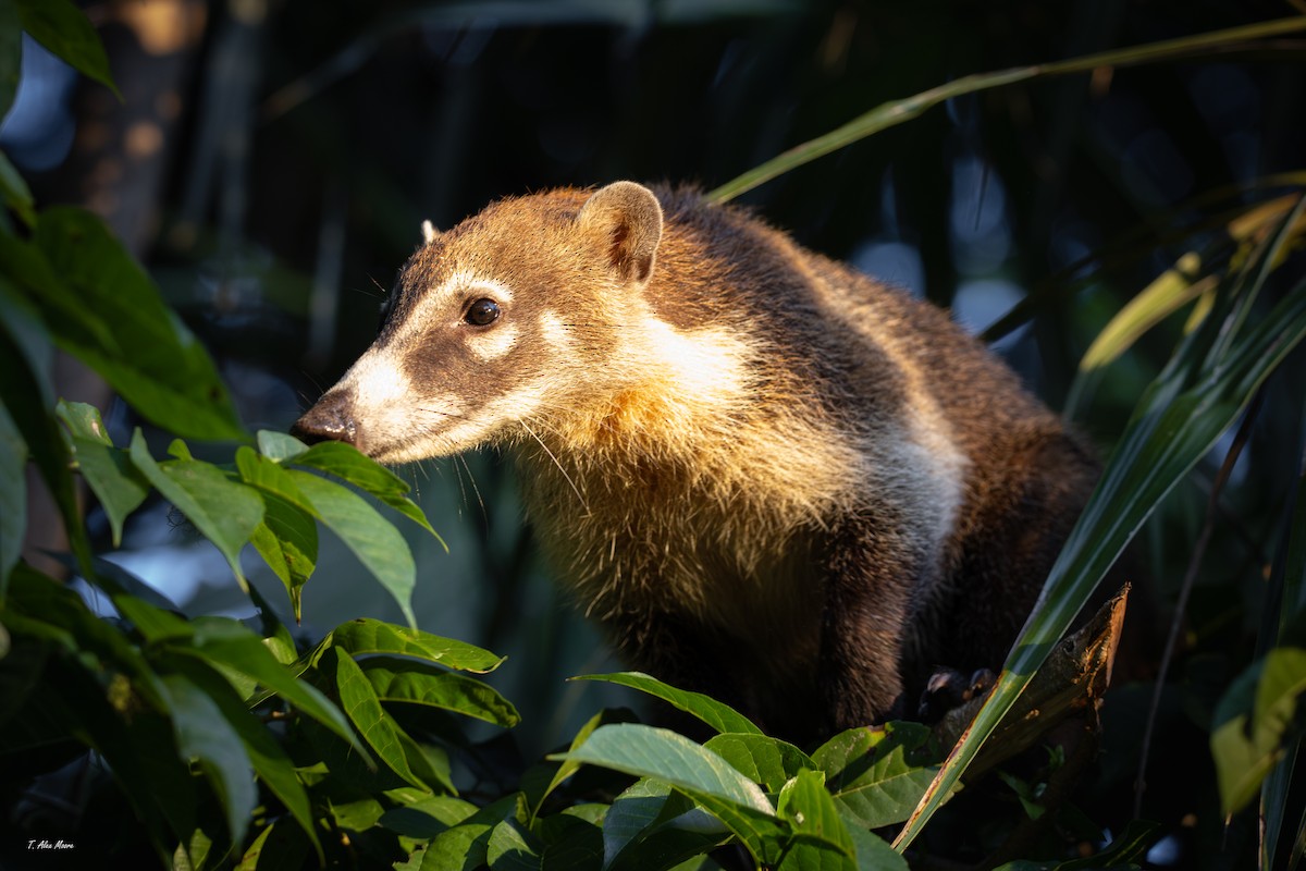 Mexican Coati - ML646898977