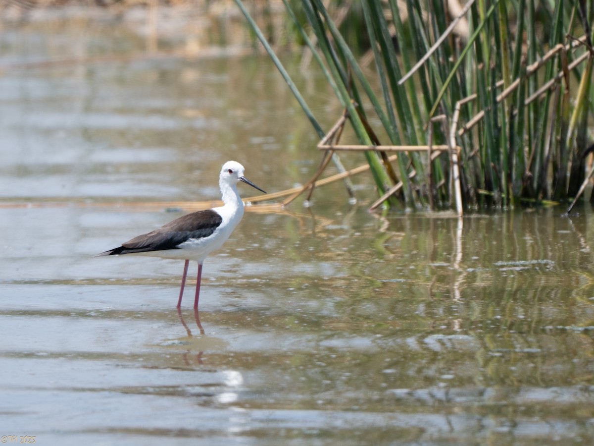 高蹺鴴 - ML646898978