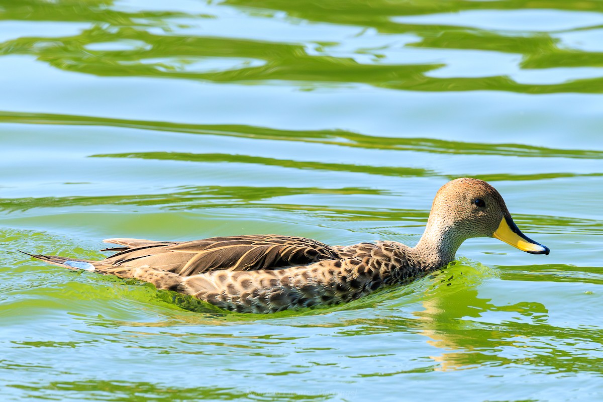 gulnebbstjertand - ML646898979