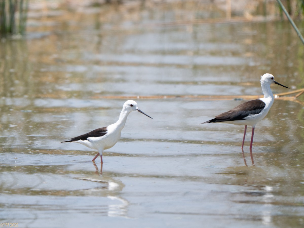 高蹺鴴 - ML646898980