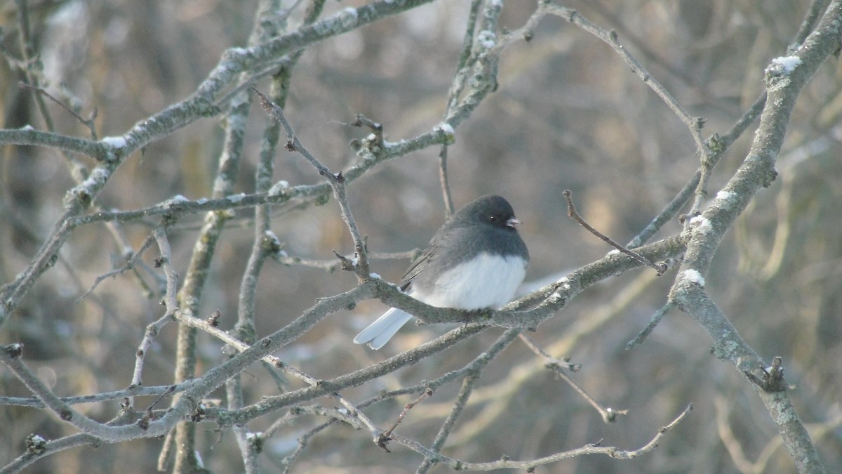 Dark-eyed Junco - ML646898981