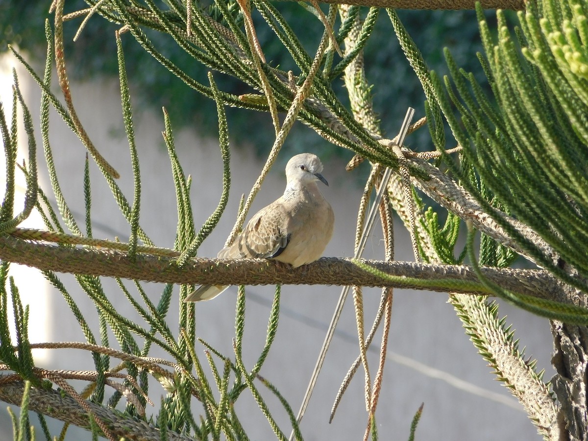 Китайская горлица - ML646898982