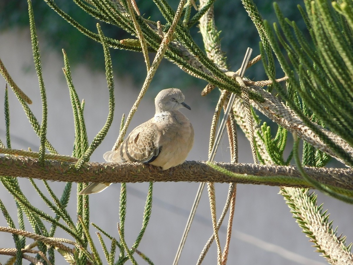 Китайская горлица - ML646898983