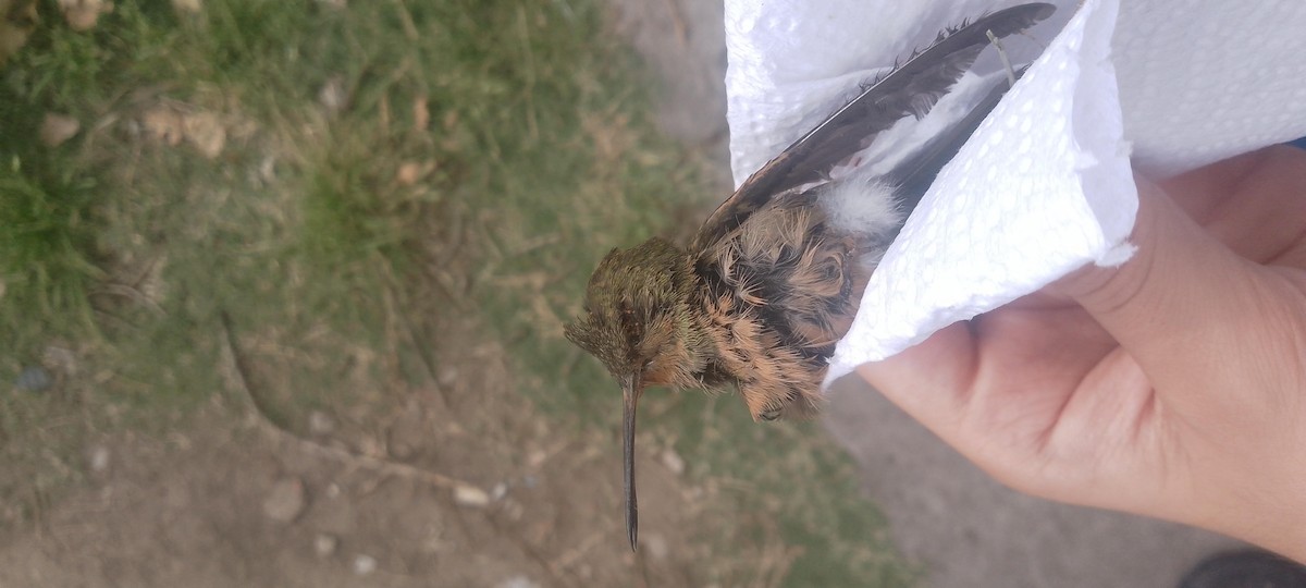 woodstar sp. - ML646898989