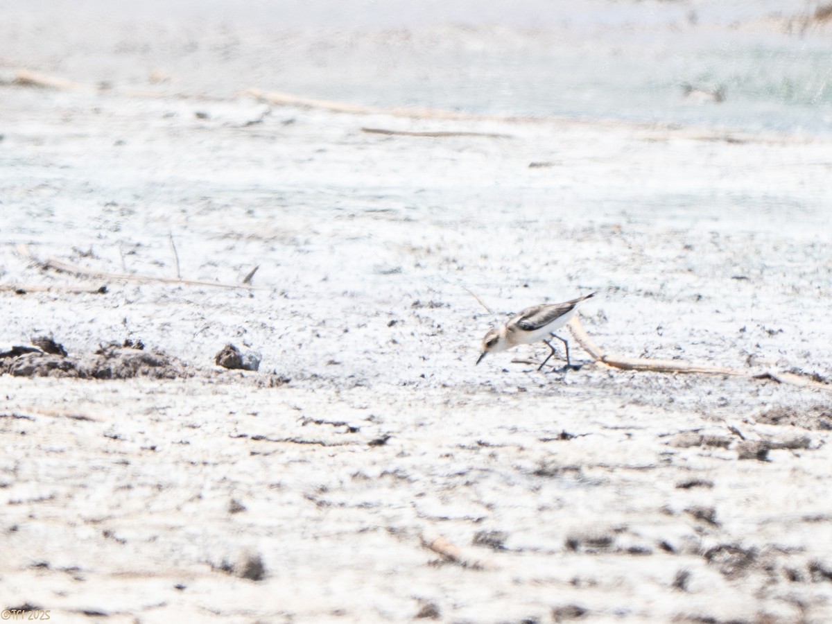 חופמי אפריקני - ML646898991