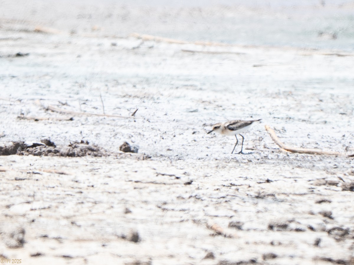 חופמי אפריקני - ML646898992