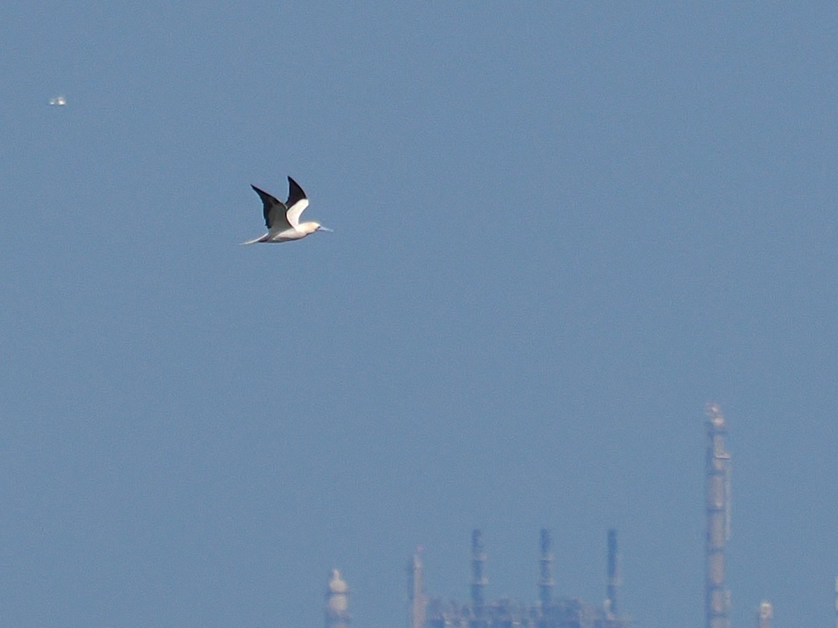 סולה אדומת-רגל - ML646898994