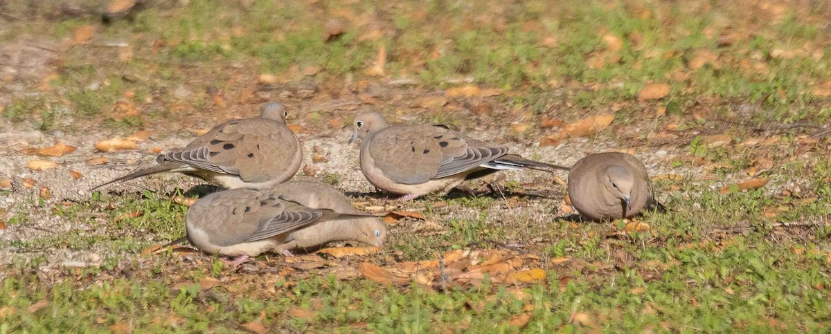 Mourning Dove - ML646898997