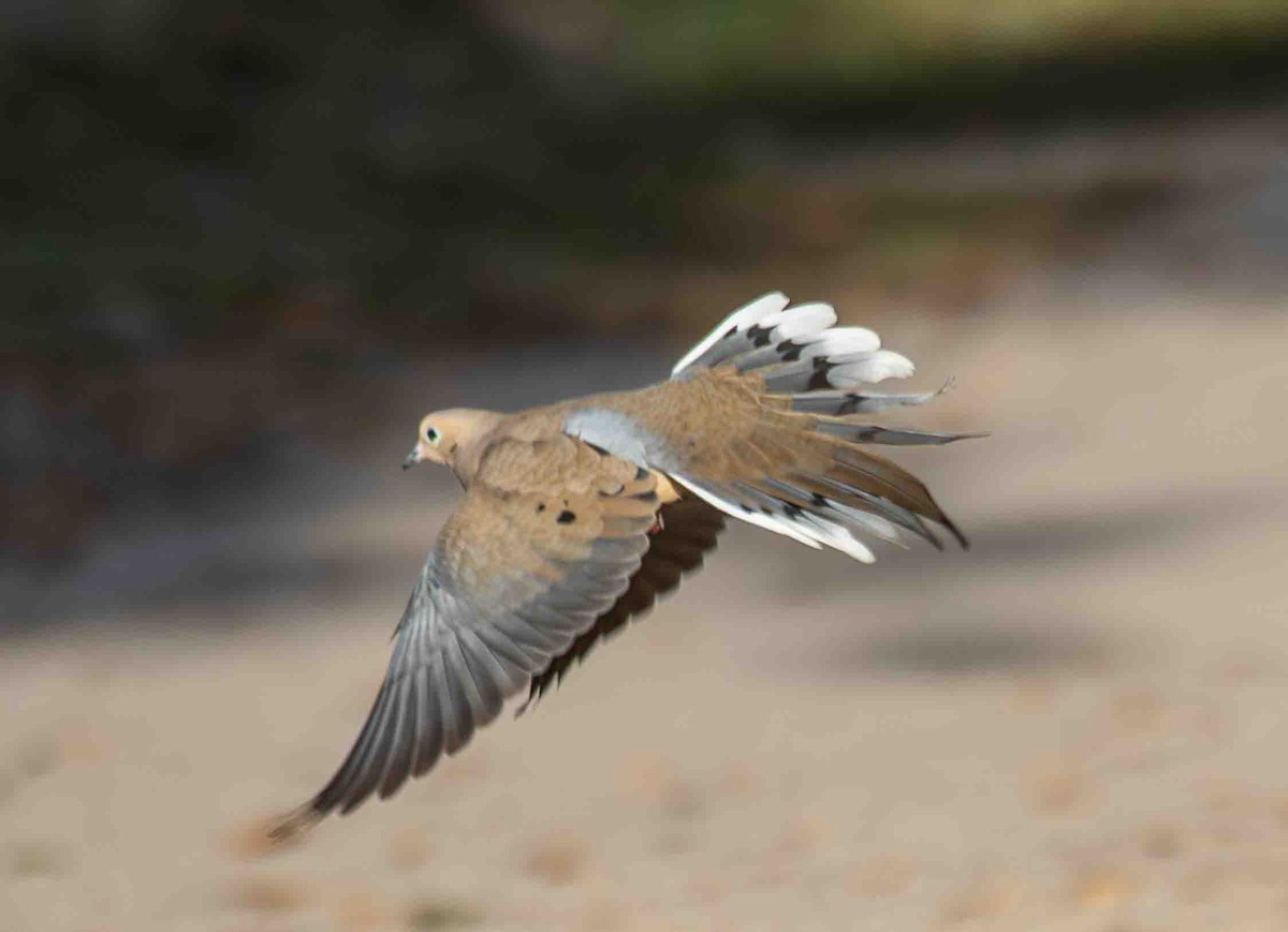 Mourning Dove - ML646898998