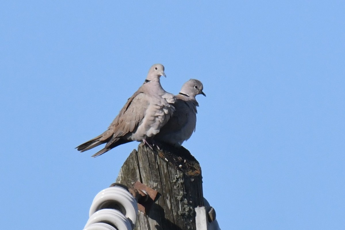 Eurasian Collared-Dove - ML646898999