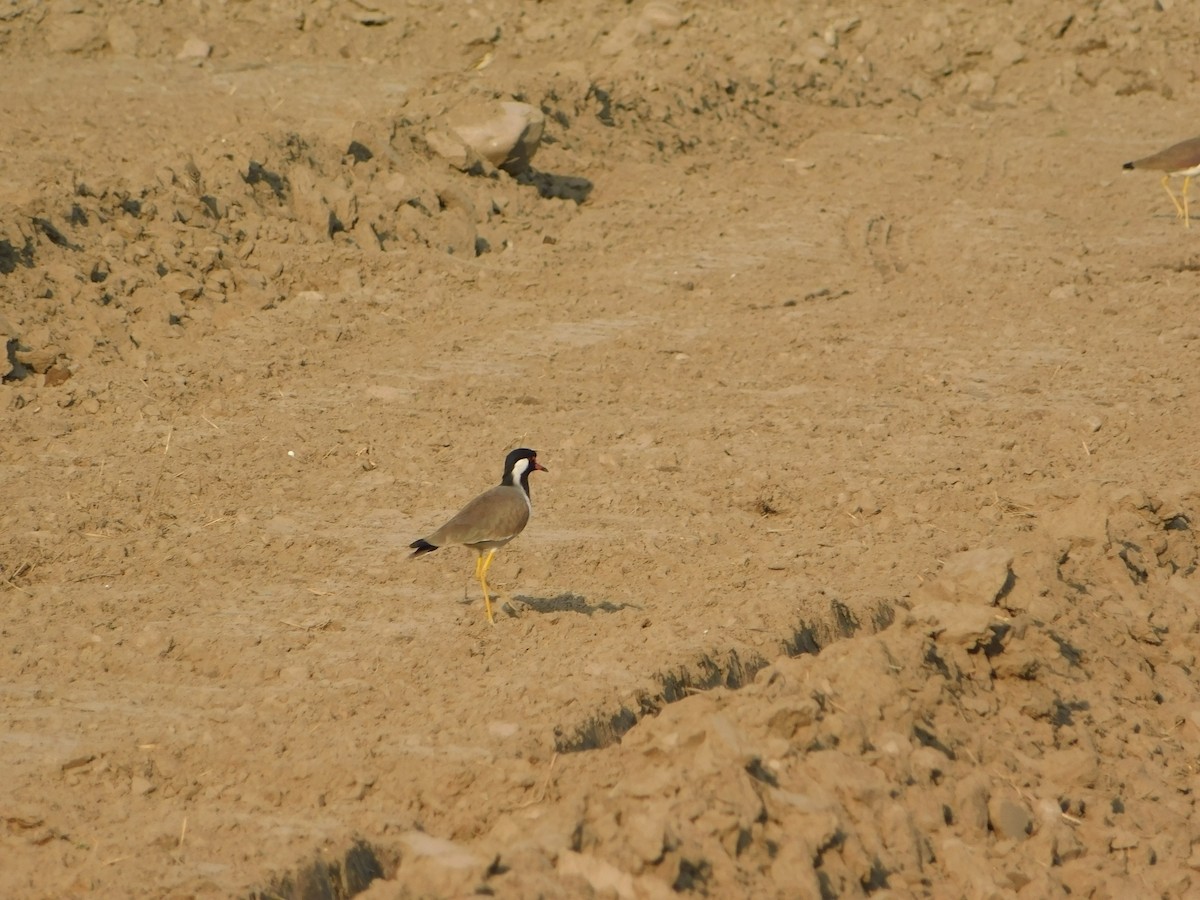 Украшенный чибис - ML646899001