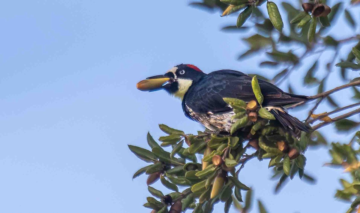 Acorn Woodpecker - ML646899003