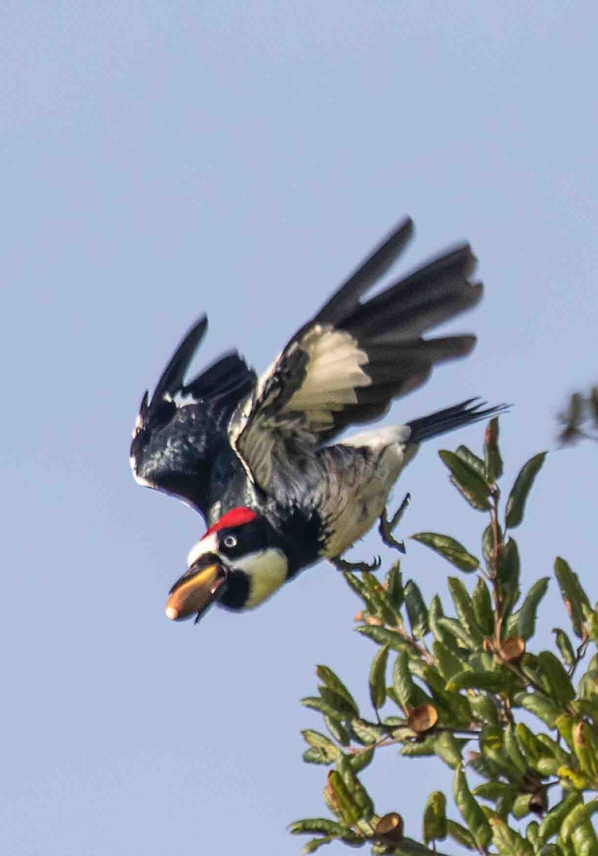 Acorn Woodpecker - ML646899004