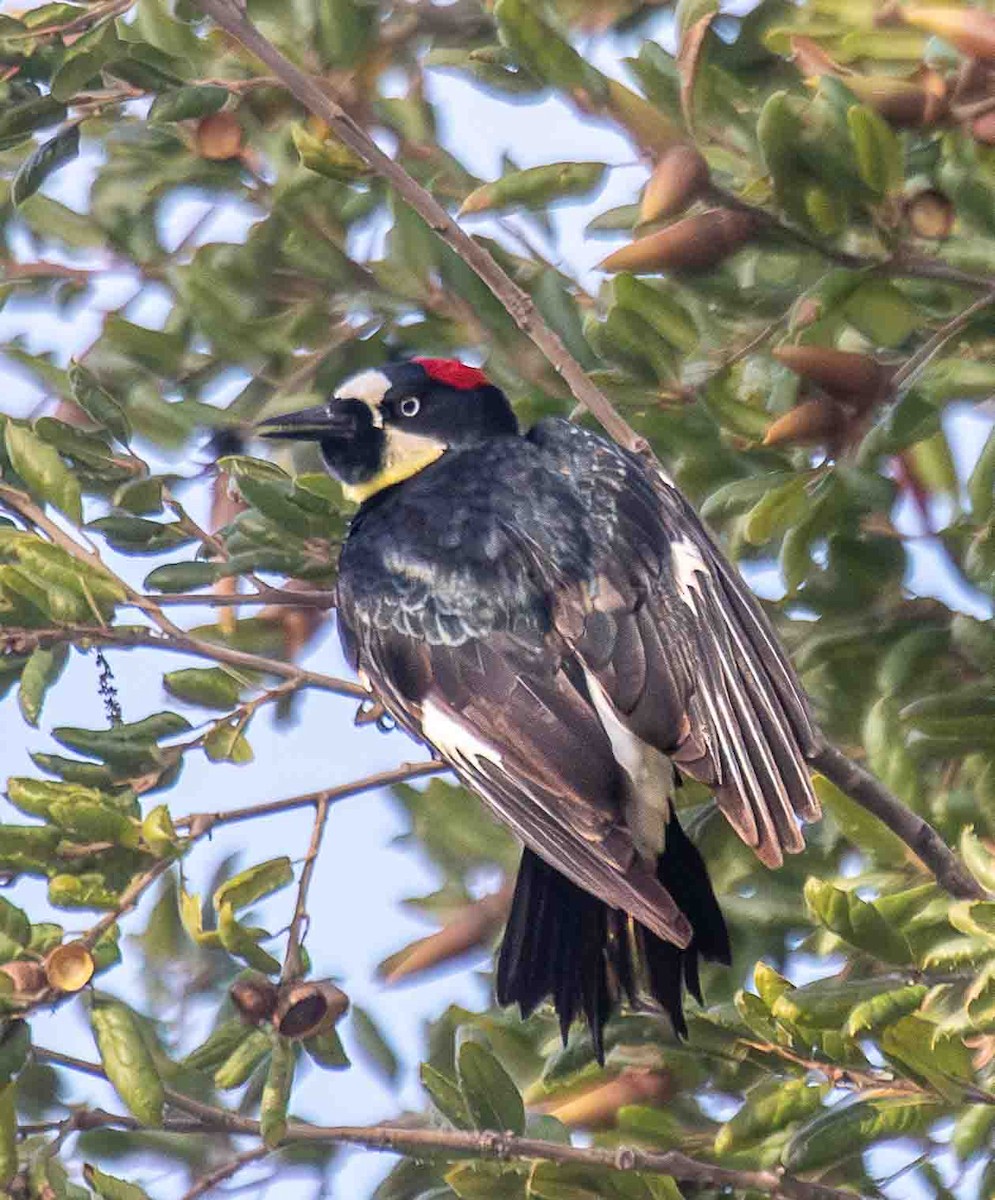 Acorn Woodpecker - ML646899005