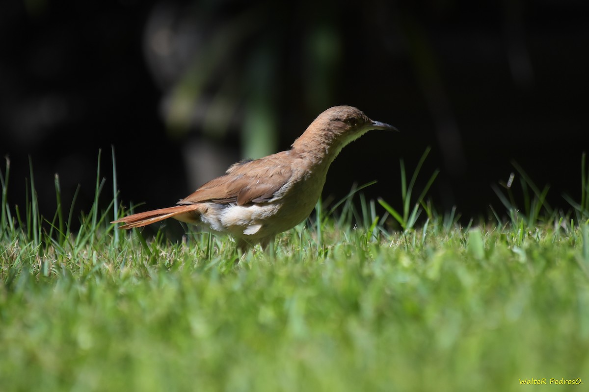 Rufous Hornero - ML646899017