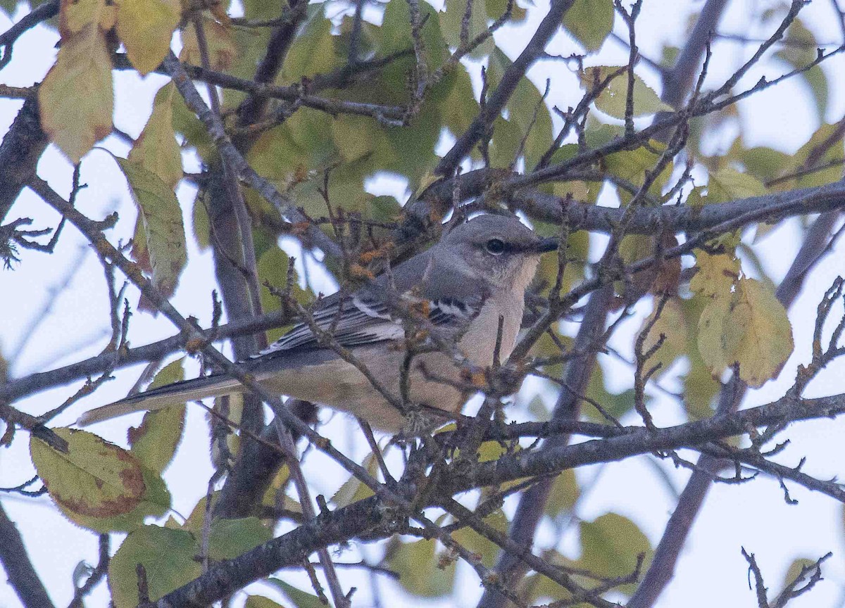 Northern Mockingbird - ML646899019