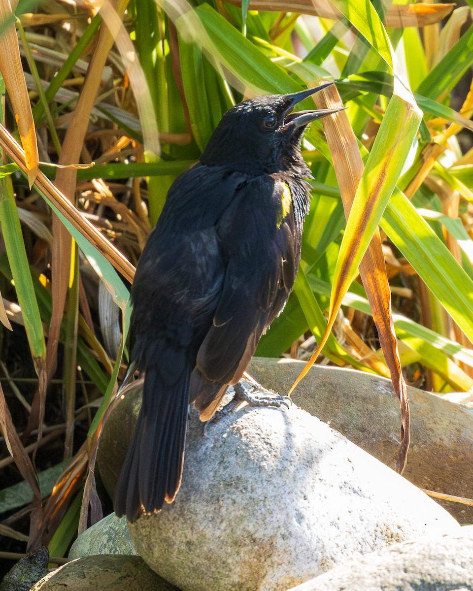 Yellow-winged Blackbird - ML646899023